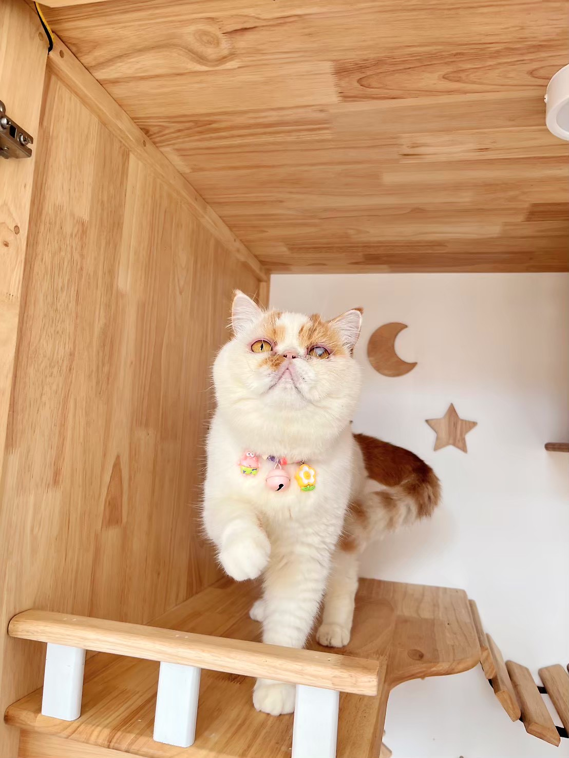 แมว Exotic Shorthair สีครีมขิงพักผ่อนในห้องสวีทไม้ลายพระจันทร์และดาวที่ไทนี่ เพ็ท คลินิก