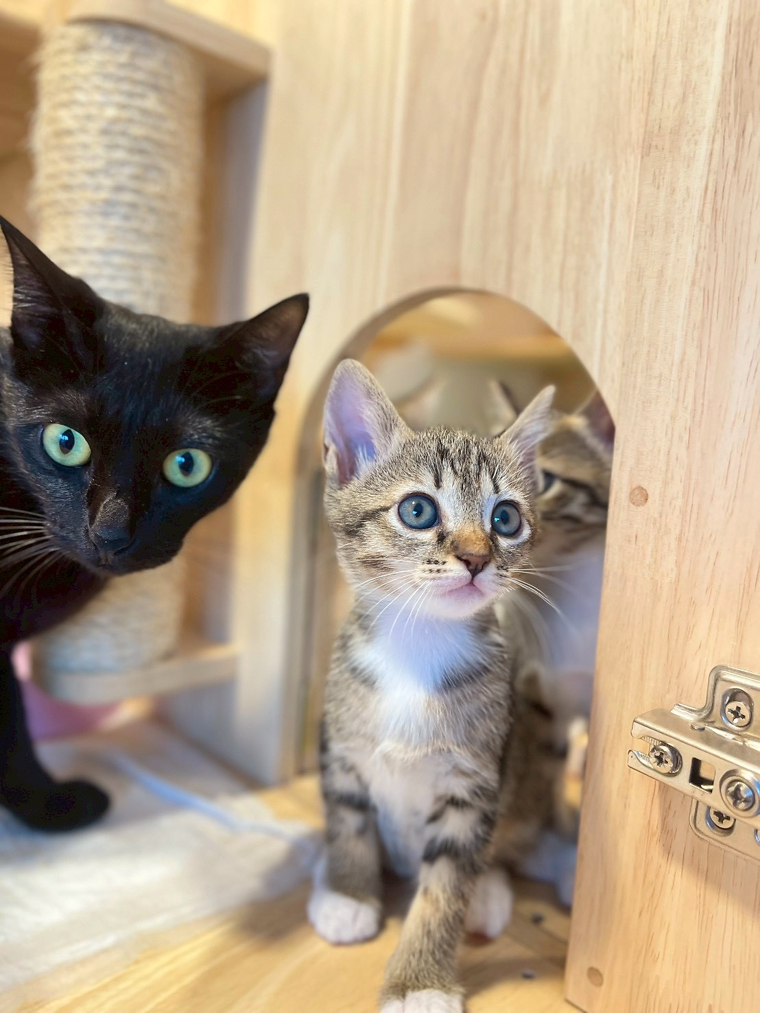 Black cat and tabby kitten sharing a wooden cat house at Tiny Pet Clinic boarding in Phuket